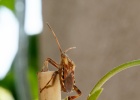 20170610-1004-p5 - 10/06/2017-Essey Les Nancy-Insecte