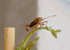 20170610-1006-p5 - 10/06/2017-Essey Les Nancy-Insecte