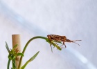 20170610-1008-p5 - 10/06/2017-Essey Les Nancy-Insecte