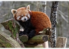 20220219-1004-p5_bs - 19/02/2022-Parc de Sainte-Croix(Moselle)-Les animaux