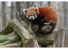 20220219-1010-p5_bs - 19/02/2022-Parc de Sainte-Croix(Moselle)-Les animaux