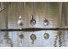 20220219-1019-p5_bs - 19/02/2022-Parc de Sainte-Croix(Moselle)-Les animaux