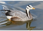 20220219-1021-p5_bs - 19/02/2022-Parc de Sainte-Croix(Moselle)-Les animaux