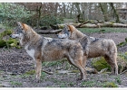 20220219-1073-p5_bs - 19/02/2022-Parc de Sainte-Croix(Moselle)-Les animaux
