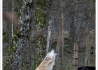 20220219-1081-p5_bs - 19/02/2022-Parc de Sainte-Croix(Moselle)-Les animaux