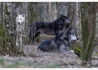 20220219-1082-p5_bs - 19/02/2022-Parc de Sainte-Croix(Moselle)-Les animaux