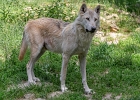 20220614-1051-p5 - 14/06/2022-Parc de Sainte-Croix (Rhodes)