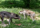 20220614-1055-p5 - 14/06/2022-Parc de Sainte-Croix (Rhodes)