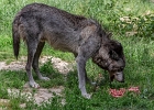 20220614-1056-p5 - 14/06/2022-Parc de Sainte-Croix (Rhodes)