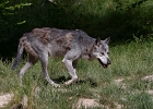 20220614-1064-p5 - 14/06/2022-Parc de Sainte-Croix (Rhodes)