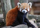 Les pandas roux
