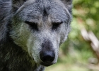 Les loups