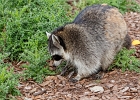 20220919-0910-p5s150+ - 19/09/2022-Rhodes(54)-Parc de Sainte Croix-->Raton Laveur