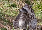 20220919-0921-p5s150+ - 19/09/2022-Rhodes(54)-Parc de Sainte Croix-->Raton Laveur