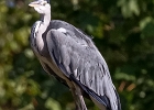 Le héron