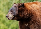 Les ours