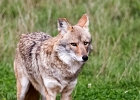 20220919-1203-p5s150+ - 19/09/2022-Rhodes(54)-Parc de Sainte Croix-->Coyottes