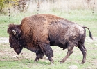 Les bisons