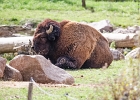 20220919-1302-p5s150+ - 19/09/2022-Rhodes(54)-Parc de Sainte Croix-->Bisons
