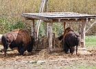 20220919-1303-p5s150+ - 19/09/2022-Rhodes(54)-Parc de Sainte Croix-->Bisons