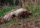 La moufette