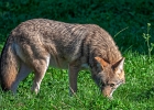 Les coyottes