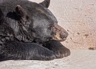 Les ours bruns