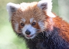 Les pandas roux
