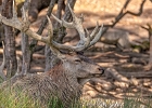 Les cerfs
