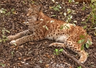 Les lynx