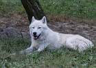 Les loups