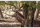 20230913-1047-p5st150 s_br bs - 13/09/2023-Rhodes-Parc de Sainte-Croix