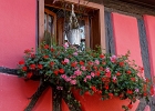 20240820 1008 P22 - 20/08/2024-Riquewihr(Alsace)