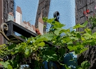 20240820 1021 P22 - 20/08/2024-Riquewihr(Alsace)