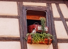 20240820 1028 P22 - 20/08/2024-Riquewihr(Alsace)