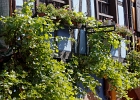 20240820 1035 P22 - 20/08/2024-Riquewihr(Alsace)