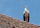 20240820 1073 P22 - 20/08/2024-Riquewihr(Alsace)--->Cigogne