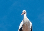20240820 1074 P22 - 20/08/2024-Riquewihr(Alsace)--->Cigogne