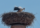 20240820 1080 P22 - 20/08/2024-Riquewihr(Alsace)--->Cigogne