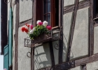 20240820 1086 P22 - 20/08/2024-Riquewihr(Alsace)