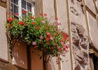 20240820 1090 P22 - 20/08/2024-Riquewihr(Alsace)