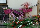 20240820 2024 P11 - 20/08/2024-Eguisheim(Alsace)
