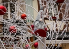 20241210-1009-P11 - 10/12/2024-Colmar-MarchÃ© de NoÃ«l