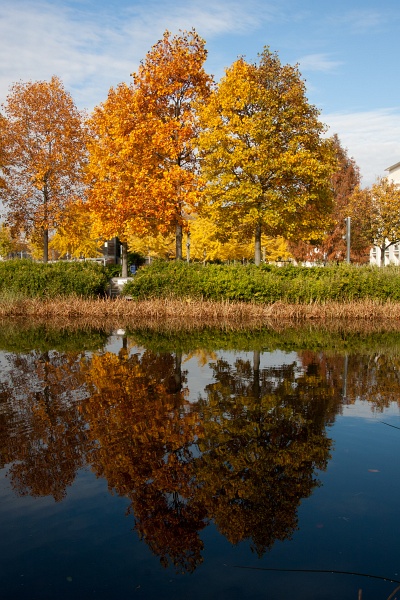 20101101-ArbreMagique-0005.jpg - Reflet d'arbres d'automne