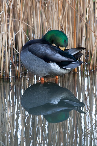 20101101-ArbreMagique-0011.jpg - Canard