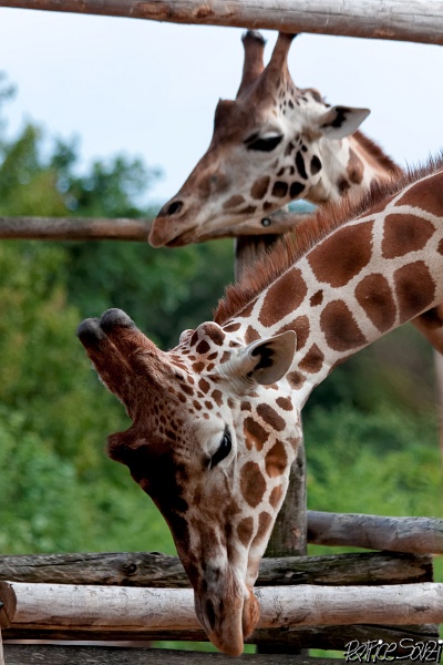 20120826-zooAmneville-1008.jpg - 26/08/2012-Zoo d'Ammnéville (57)