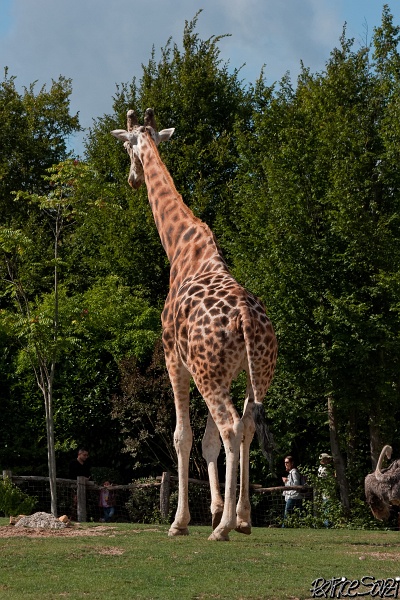 20120826-zooAmneville-1021.jpg - 26/08/2012-Zoo d'Ammnéville (57)