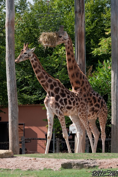 20120826-zooAmneville-1022.jpg - 26/08/2012-Zoo d'Ammnéville (57)