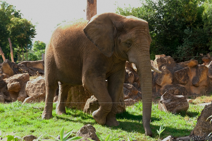 20120826-zooAmneville-1025.jpg - 26/08/2012-Zoo d'Ammnéville (57)