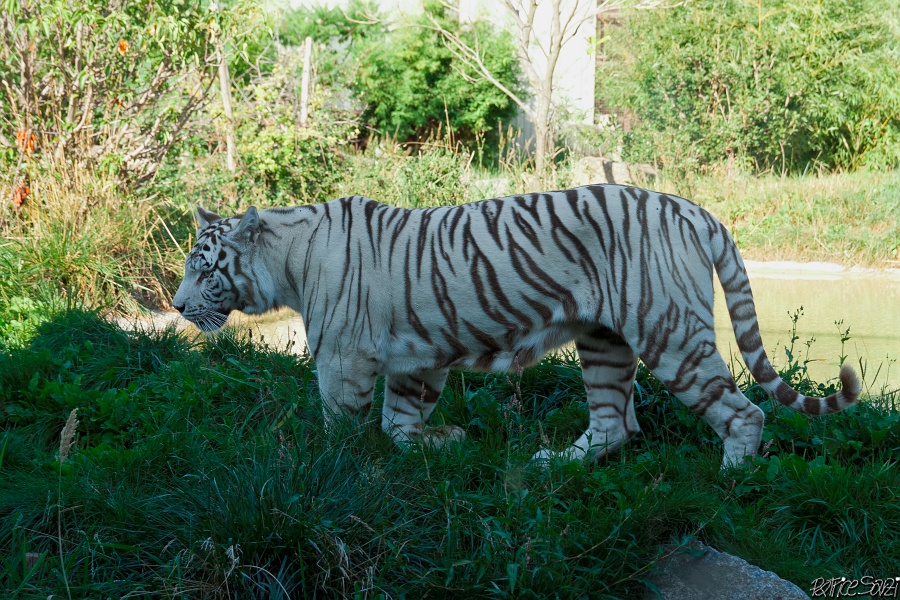 20120826-zooAmneville-1040.jpg - 26/08/2012-Zoo d'Ammnéville (57)